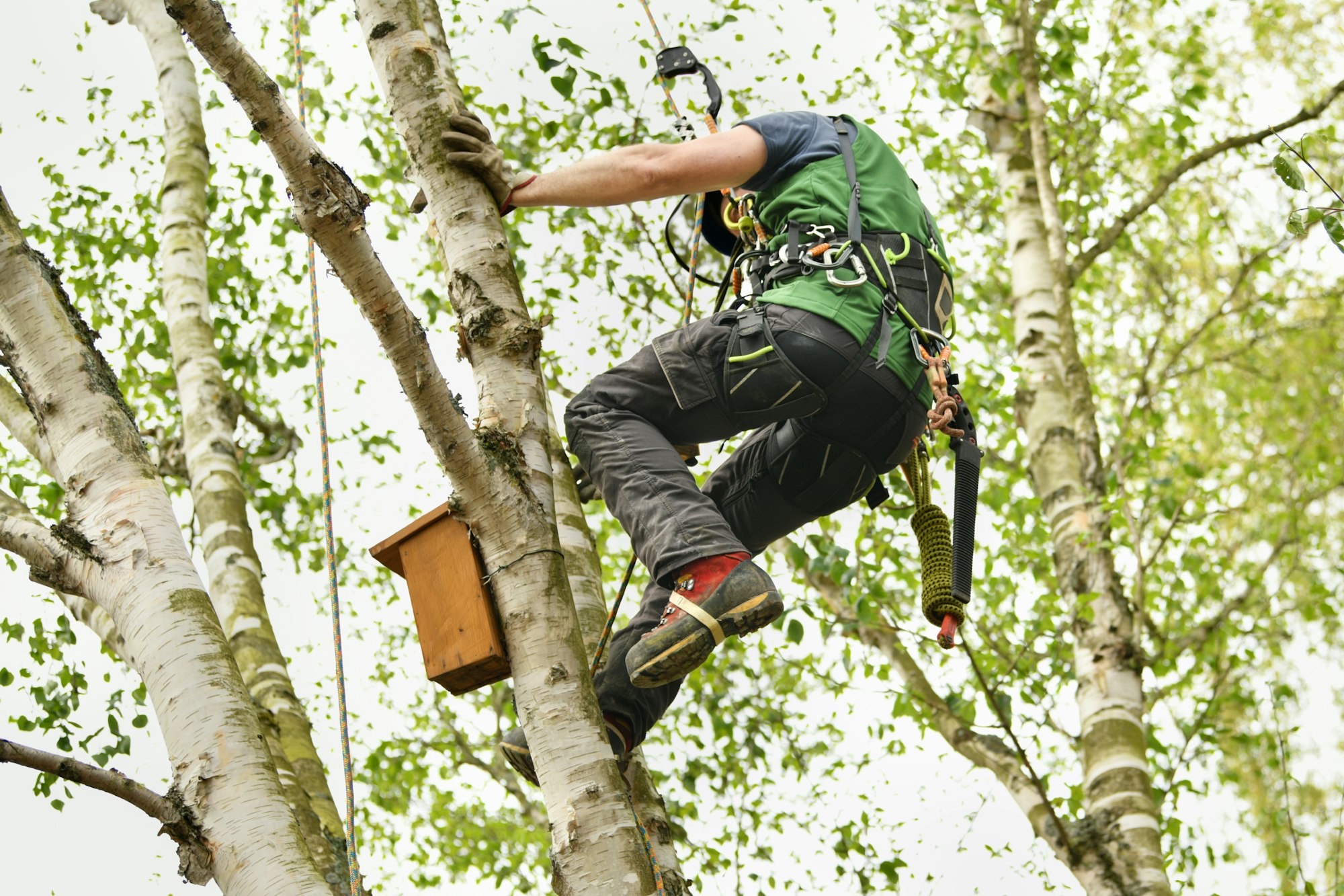 Man climber on a tree to trim branches