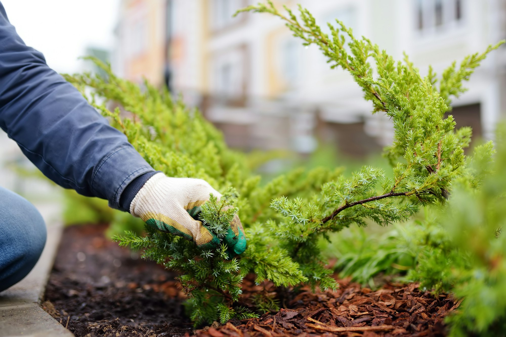 Gardener mulching with pine bark juniper plants in the yard. Seasonal works in the garden.